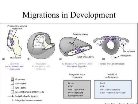 Migrations in Development. Neural Crest Migration The peripheral nervous system is created by a spatiotemporally coordinated migratory process during.