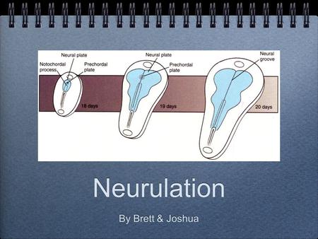 Neurulation By Brett & Joshua. These slides will be uploaded after tonights session. Please see presenter notes under the slides for a description of.