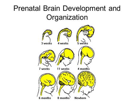 Prenatal Brain Development and Organization. Formation of Neural Tube Three primordial tissues –endoderm –mesoderm –ectoderm Which tissue does nervous.