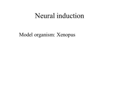 Neural induction Model organism: Xenopus. Late blastula neurula.