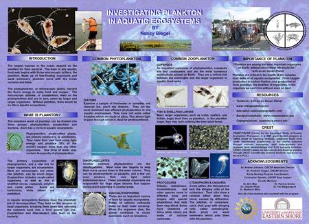INTRODUCTION RESOURCES COMMON ZOOPLANKTON ACKNOWLEDGEMENTS COMMON PHYTOPLANKTON The largest species in the ocean depend on the smallest for their survival.