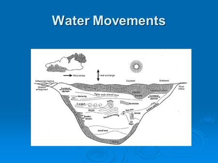 Water Movements.  Transfer of wind energy to water  Modified by gravity, basin morphometry and differential water densities to produce characteristic.