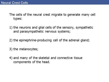 Neural Crest Cells The cells of the neural crest migrate to generate many cell types: 1)the neurons and glial cells of the sensory, sympathetic and parasympathetic.