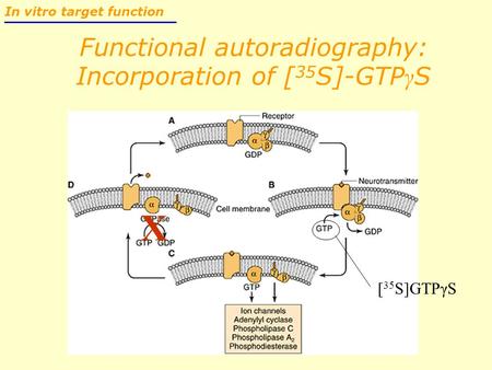 Functional autoradiography: Incorporation of [ 35 S]-GTP γ S In vitro target function [ 35 S]GTPγS X.