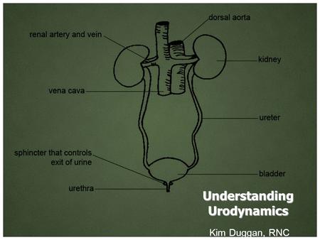 Understanding Urodynamics Kim Duggan, RNC. Understanding Urodynamics Urodynamics is a study that assess how the bladder and urethra are performing their.