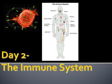  Benchmark(s)  SC.912.L.14.52 Explain the basic functions of the human immune system, including specific and nonspecific immune response, vaccines,
