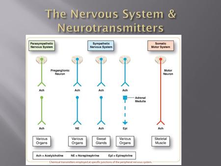 Your body’s communication network & control center Peripheral Nervous System (PNS)-gathers info from inside & outside the body Central Nervous System.