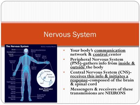 Nervous System Your body’s communication network & control center Peripheral Nervous System (PNS)-gathers info from inside & outside the body Central Nervous.