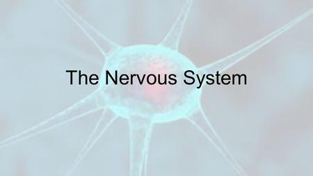The Nervous System. Vocabulary! 1.Neuron 2.Dendrites 3.Axon 4.Synapses 5.Central Nervous System 6.Peripheral Nervous System 7.Cerebrum 8.Reflex.