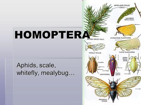 Aphids, scale, whitefly, mealybug… HOMOPTERA.   0511.html  0511.html