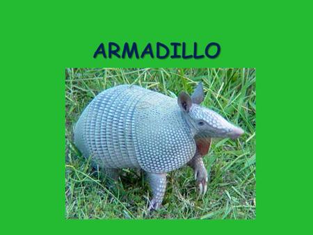 Armadillo is Spanish for “little armored one”  Known for their leathery shell  Placental mammal = just like us!  Only surviving member of their Order.