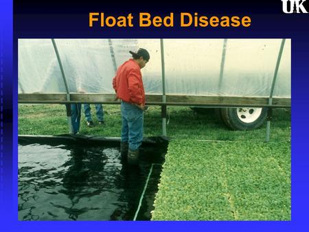 Float Bed Disease.