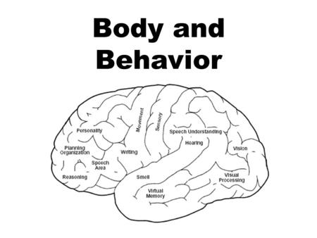 Body and Behavior. The Nervous System: The Basic Structure.