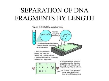 SEPARATION OF DNA FRAGMENTS BY LENGTH. Organic molecules such as DNA are charged. DNA is negatively charged because the phosphates (red circles) that.