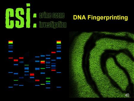 DNA fingerprinting, also called forensic DNA analysis, is considered by many to be the police investigator's secret weapon, a means of building cases.