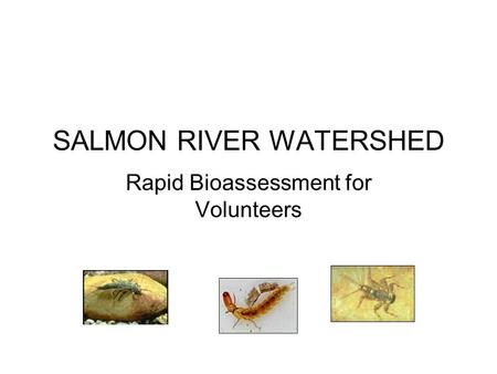 Rapid Bioassessment for Volunteers SALMON RIVER WATERSHED.