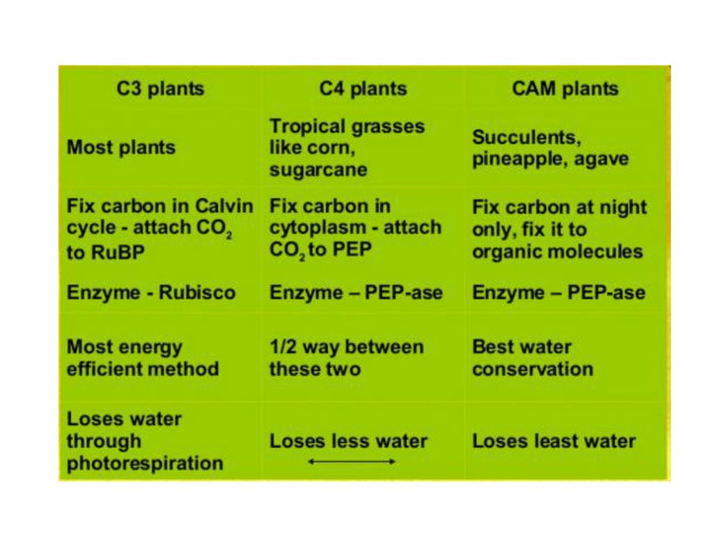 Plant в прошедшем. С4 растения представители. С3 растения с4 растения. C3 c4 cam фотосинтез. С3 и с4 растения сравнение.