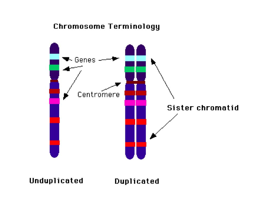 В гаметах человека 23 хромосомы. Хромосома. XY хромосомы. Однохроматидные хромосомы. Y хромосома.