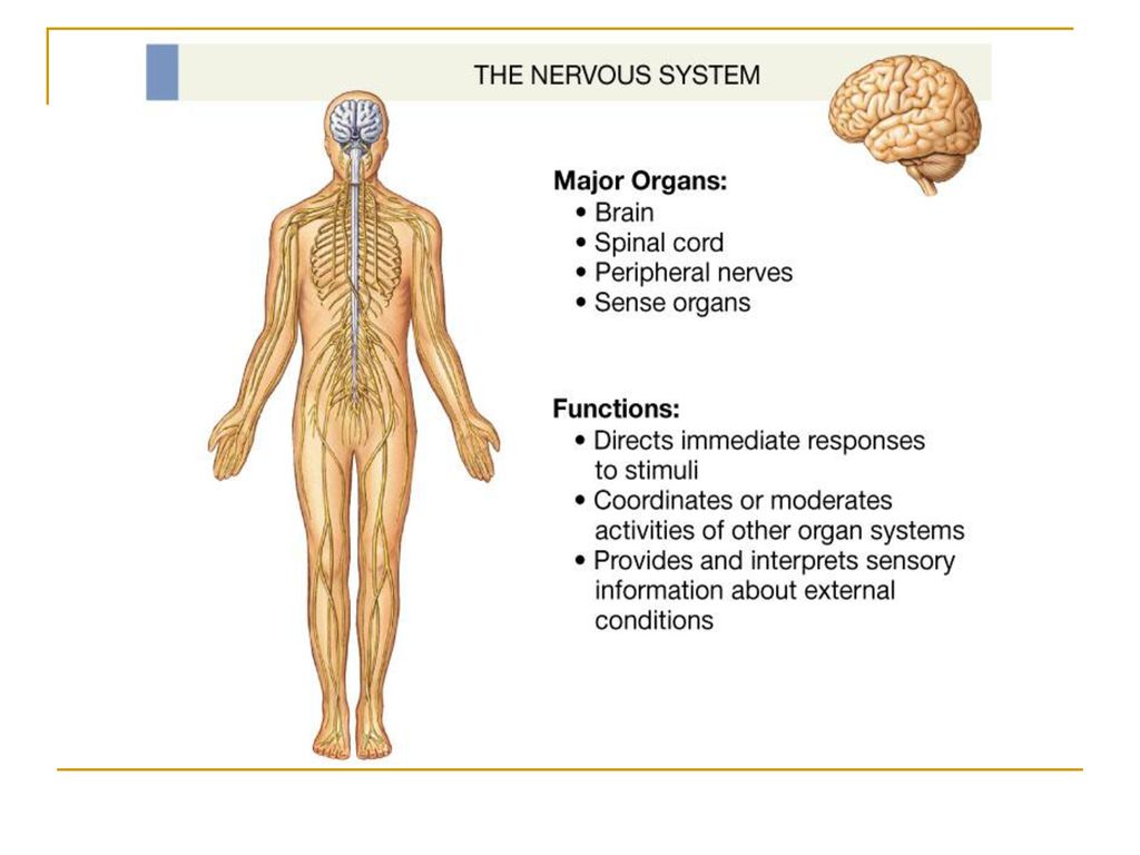 Для чего нужна нервная система