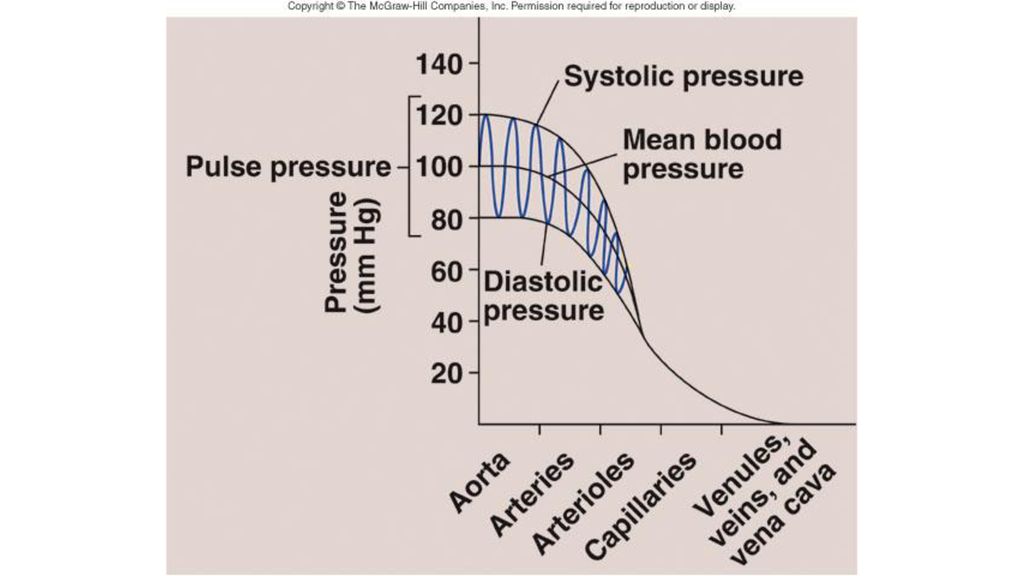 The vascular system ppt download