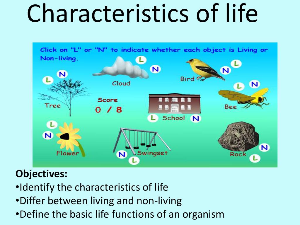 Characteristics Of Life Ppt Download