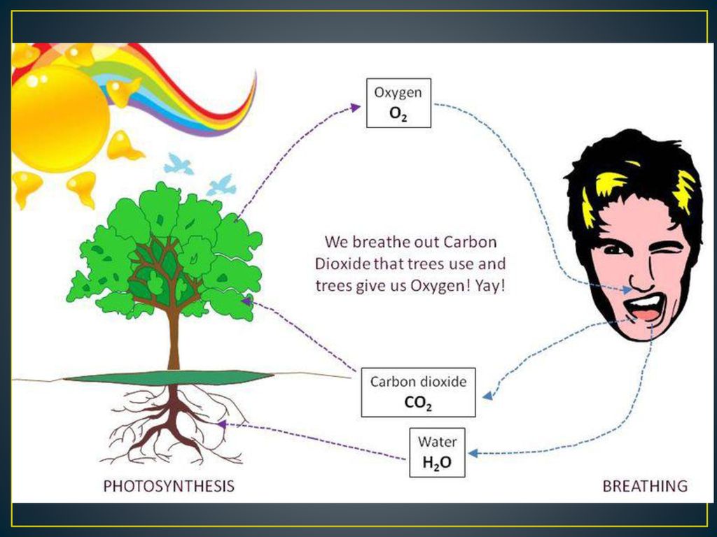Use carbon dioxide. Oxygen Carbon dioxide. Деревья кислород. Breathe in Oxygen Breathe out Carbon dioxide. Carbon dioxide Trees.