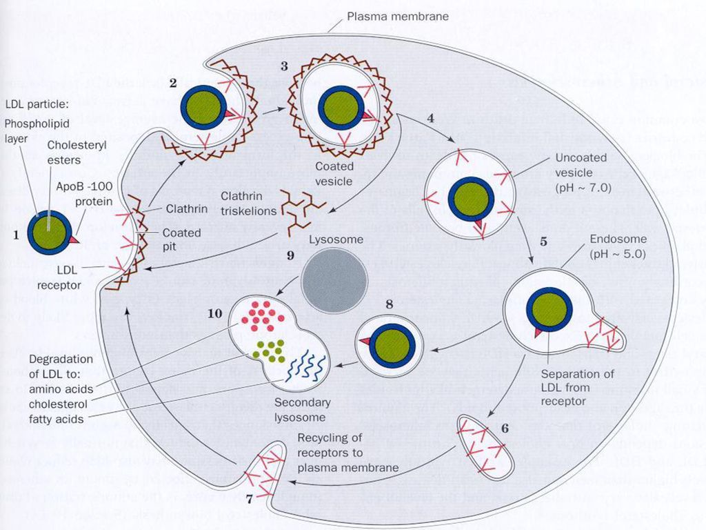Жизненный цикл малярийного плазмодия. Пан-малярийного антигена. Параэритроцитарные формы плазмодиев малярии подавляет. Lipoprotein metabolism.