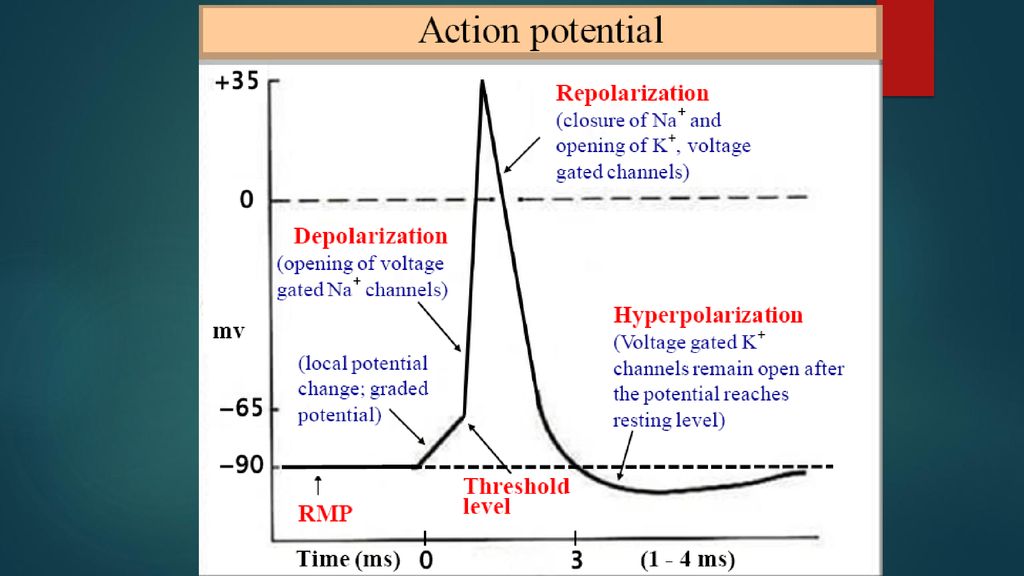 Presents a potential. Action potential. Action potential in neurons. Generation of Action potential. Resting potential and Action potential.