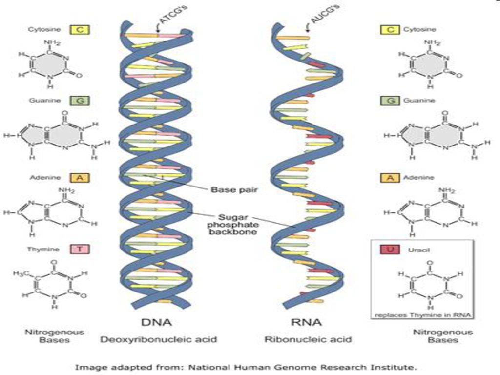 Рнк 8. Структура ДНК И РНК. Строение ДНК И РНК схема. Вторичная структура РНК. Строение и Синтез молекул ДНК И РНК.
