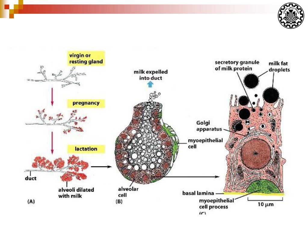 Lactation Physiology (part 2) - ppt download