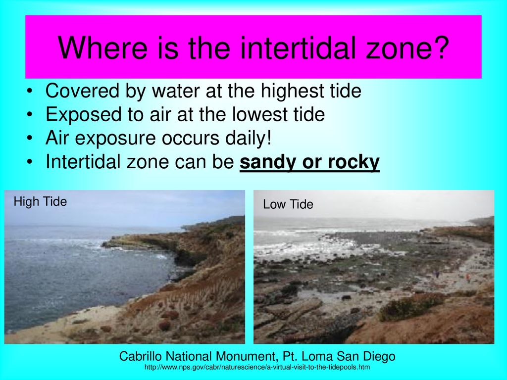 Where Is The Intertidal Zone Ppt Download