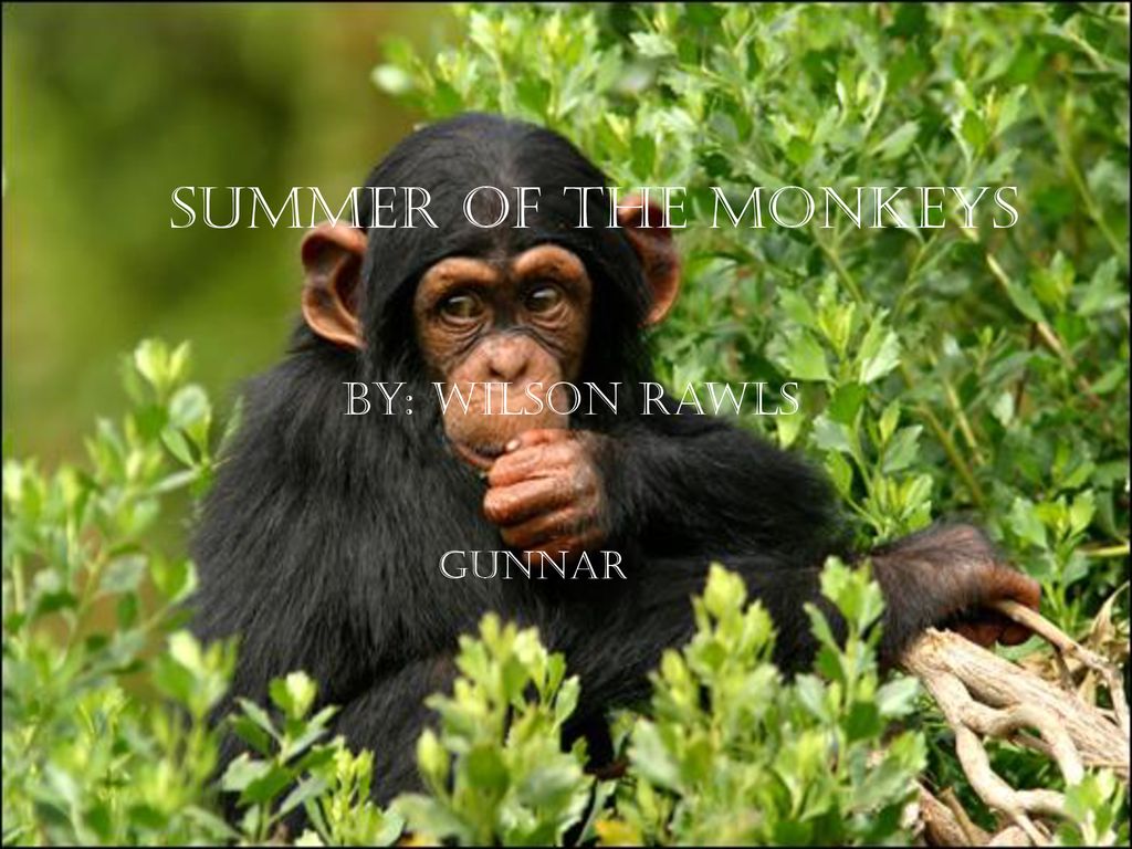 The Monkeys Monkey Monkey Summer Slides For Men