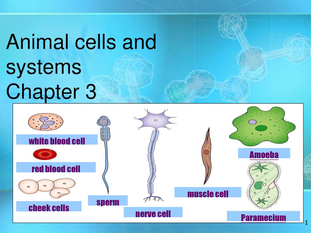 Animal cells and systems Chapter 3 - ppt download