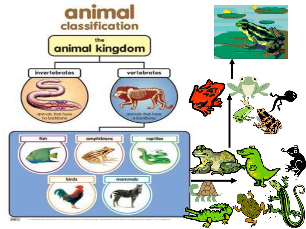 7th Grade Curriculum Life Science Classification of Organisms - ppt ...