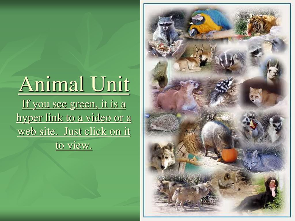 Standard 1 Animals are organisms that are multi-cellular but cannot make  their own food. Animals that must get energy by eating plants or other  animals. - ppt download