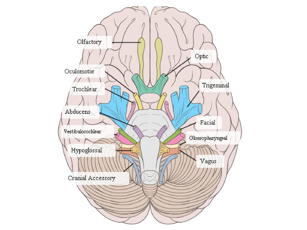 Расположение черепных нервов. Черепно-мозговые нервы 12. Головной мозг 12 пар черепно мозговых нервов. Выход 12 пар черепных нервов из мозга. Ядра 12 пар черепно мозговых нервов.