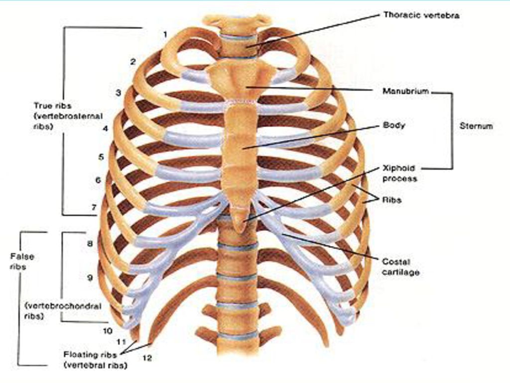 Может ли в цепи ребер. Рёбра человека строение нумерация. Грудная клетка человека строение ребра. Анатомия ребер грудной клетки. Схема строения грудной клетки.
