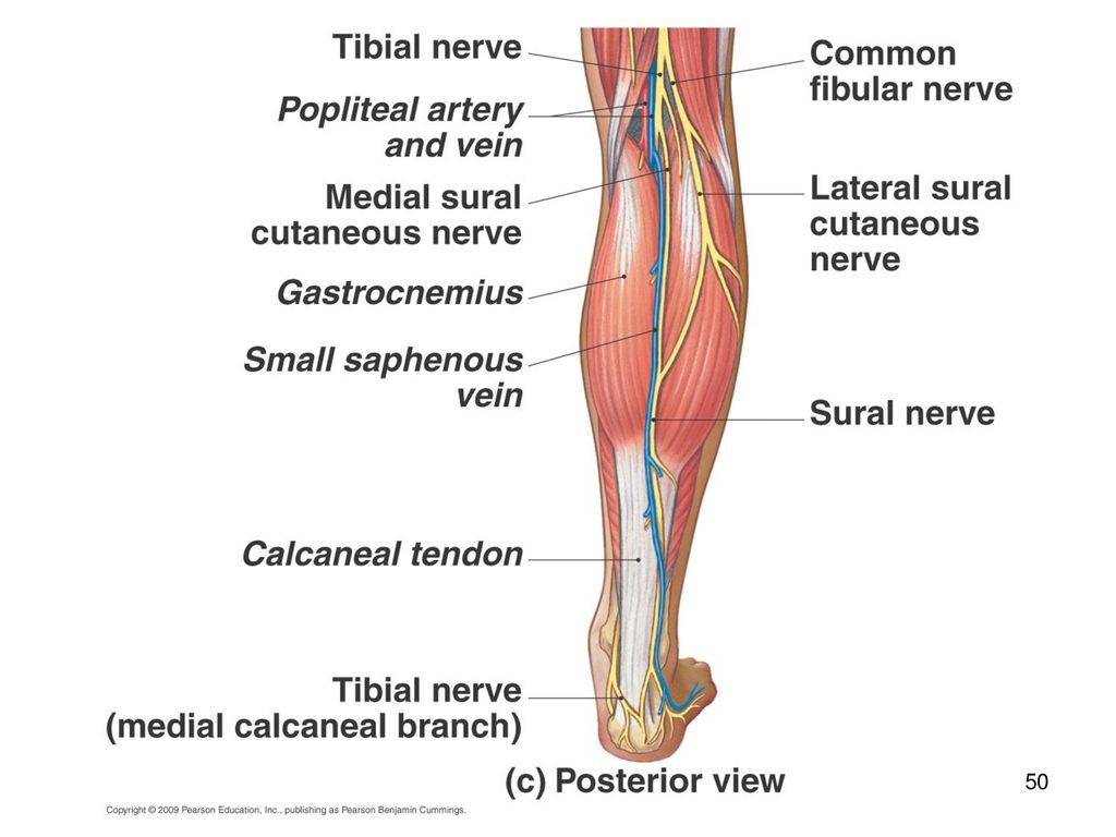 N suralis. Sural nerve икроножный нерв. Suralis нерв анатомия. Common fibular nerve.