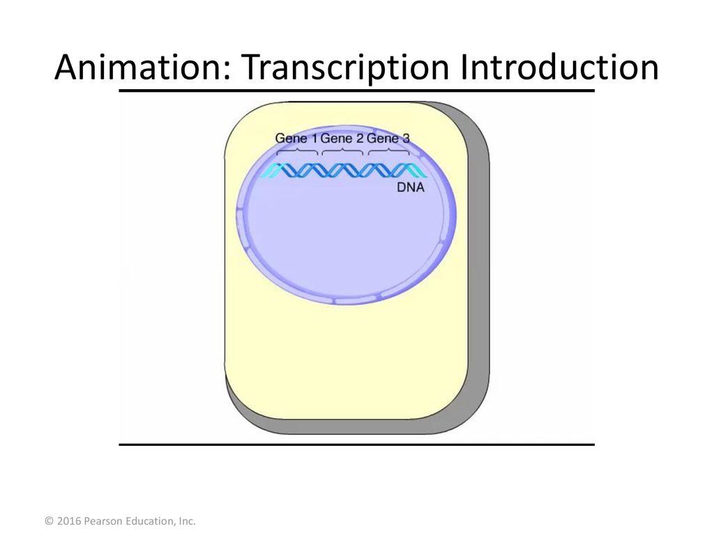 Animation: Transcription Introduction - ppt download