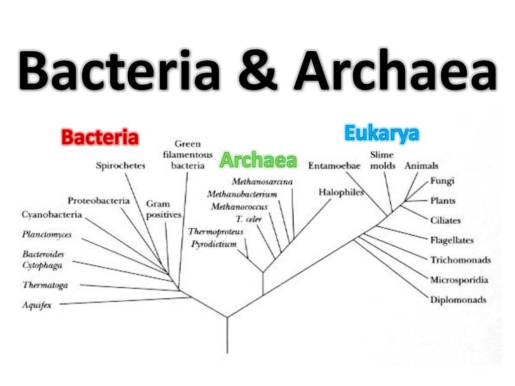 ARCHAEA TERATA Mac OS