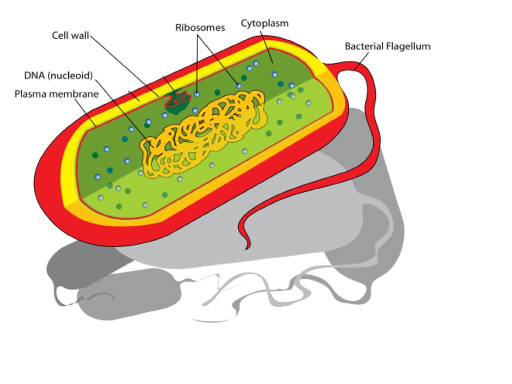 Bacteria AKA: Monerans. - ppt download