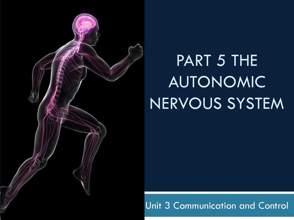 PART 5 THE Autonomic Nervous system - ppt download