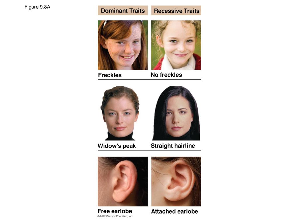 Dominant Traits Recessive Traits Freckles No freckles Widow's peak - ppt  download