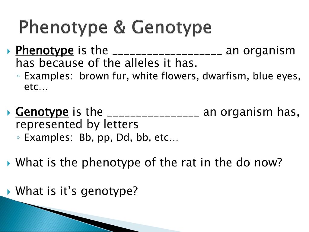 Phenotype Genotype Phenotype Is The An Organism Has Because Of The Alleles It Has Examples Brown Fur White Flowers Dwarfism Ppt Download Phenotype Genotype Phenotype Is The An Organism Has Because Of The Alleles It Has Examples Brown Fur White Flowers Dwarfism Ppt Download