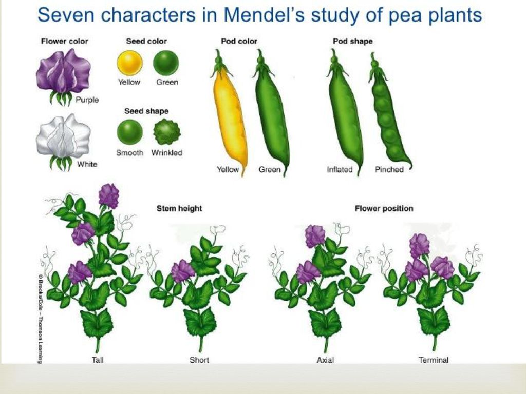 Chapter 8 – Mendel & Heredity - ppt download