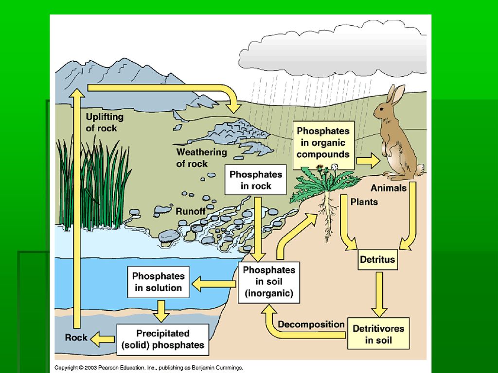 Earthโs Environmental Systems Biology Diagrams