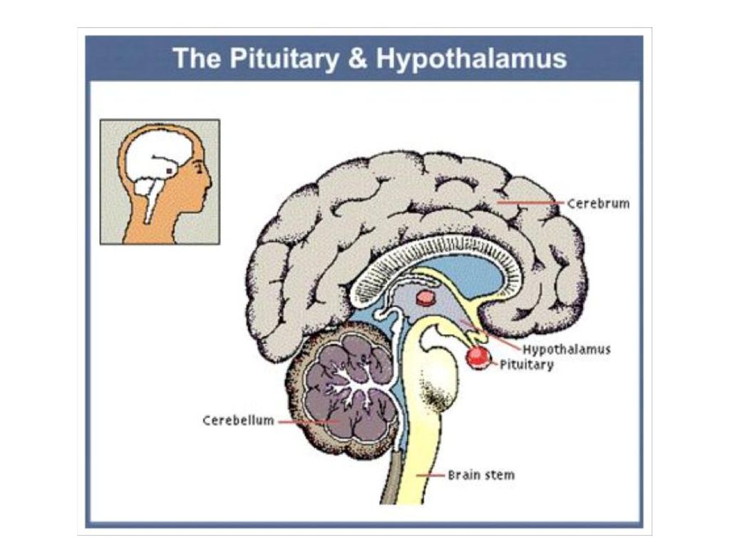 HORMONES - chemical messangers produced by cells in one part of the ...