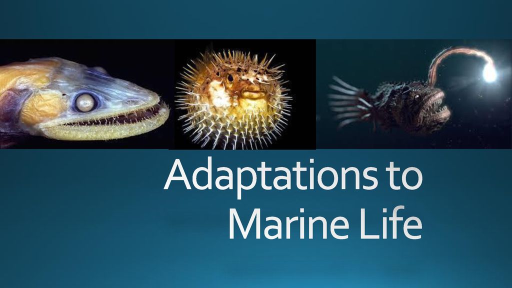 Adaptations to Marine Life - ppt download