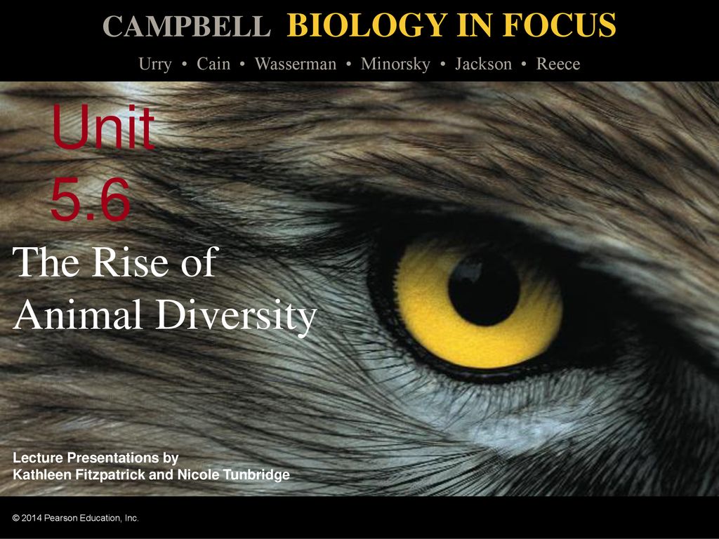 The Rise of Animal Diversity - ppt download