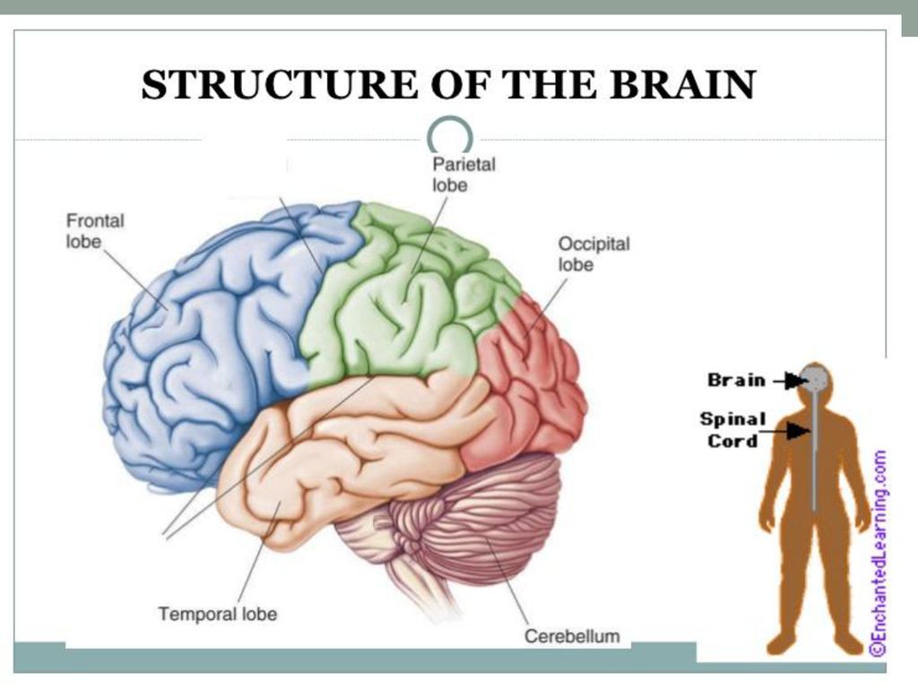 Мозг презентация. Brain structure. Brain structure and function. Human Brain structure.